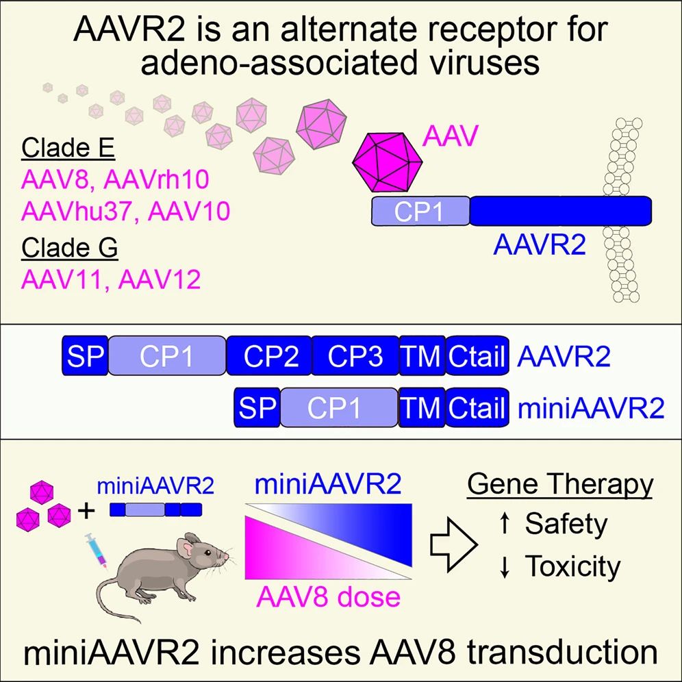 腺相關病毒新型受體AAVR2的作用機制 腺相關病毒新型受體AAVR2的作用機制