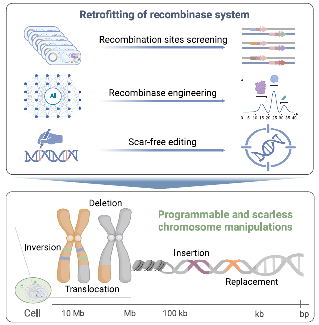 PCE 系統(tǒng)的開發(fā)和精準染色體編輯概述 PCE 系統(tǒng)的開發(fā)和精準染色體編輯概述