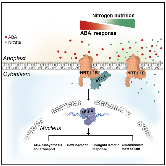 NRT1.1B-SPX4-NLP4 模塊整合氮營(yíng)養(yǎng)與 ABA 信號(hào)通路 NRT1.1B-SPX4-NLP4 模塊整合氮營(yíng)養(yǎng)與 ABA 信號(hào)通路