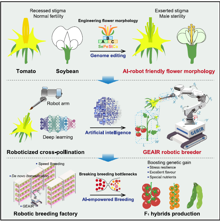 圖1 作物花型重塑與 AI 機(jī)器人協(xié)同設(shè)計(jì)實(shí)現(xiàn)智能自動(dòng)化雜交育種 圖1 作物花型重塑與 AI 機(jī)器人協(xié)同設(shè)計(jì)實(shí)現(xiàn)智能自動(dòng)化雜交育種
