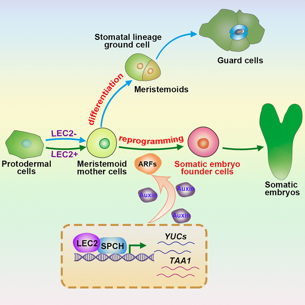 模式圖展示氣孔前體細(xì)胞的兩條發(fā)育路徑 模式圖展示氣孔前體細(xì)胞的兩條發(fā)育路徑