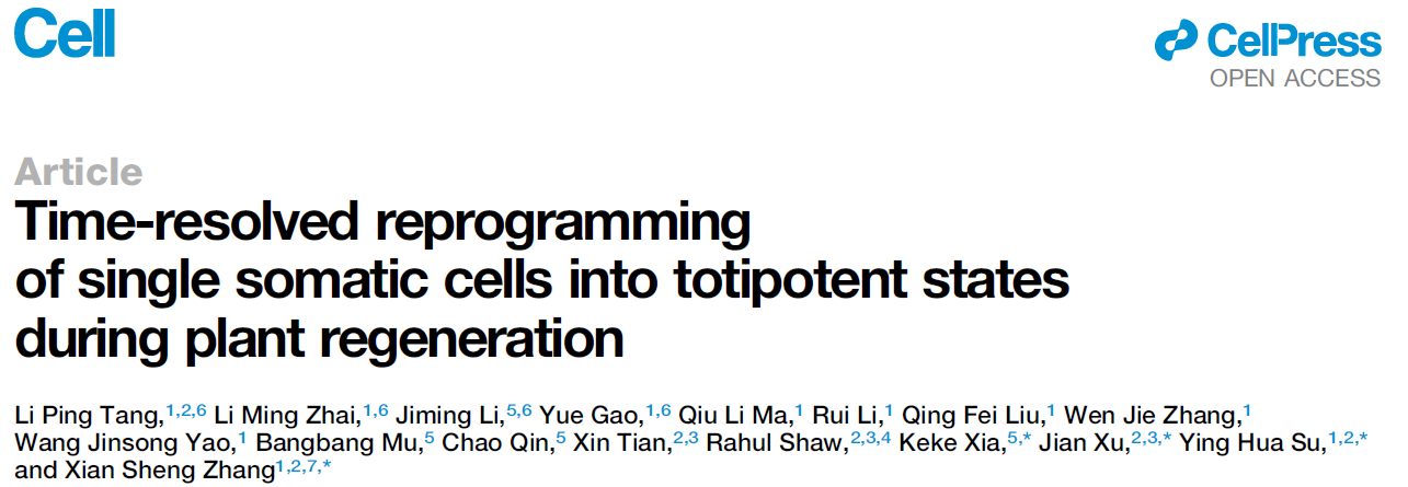 Time-resolved reprogramming of single somatic cells into totipotent states during plant regeneration Time-resolved reprogramming of single somatic cells into totipotent states during plant regeneration