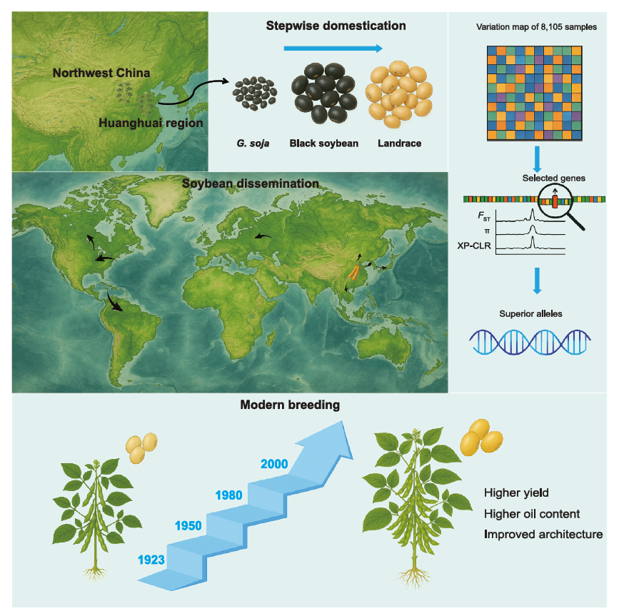 大豆的馴化、傳播與改良過程