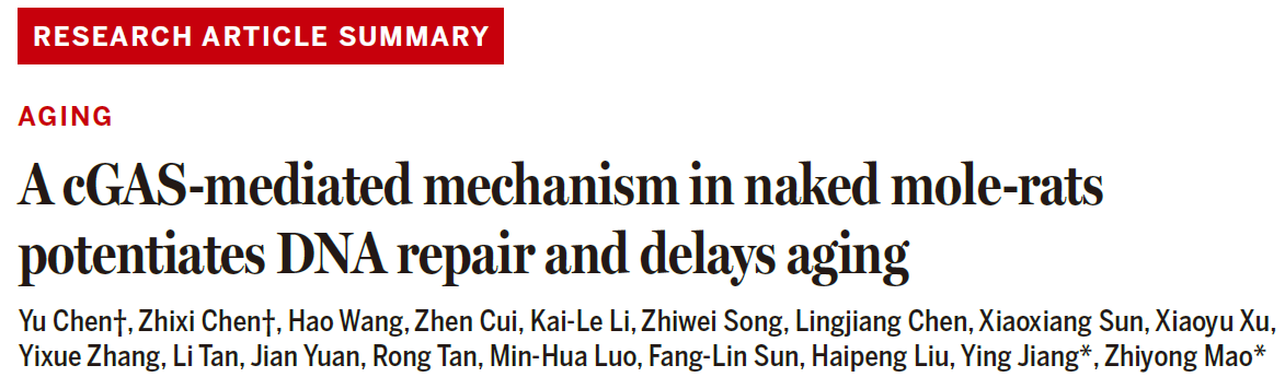 A cGAS-mediated mechanism in naked mole-rats potentiates DNA repair and delays aging A cGAS-mediated mechanism in naked mole-rats potentiates DNA repair and delays aging