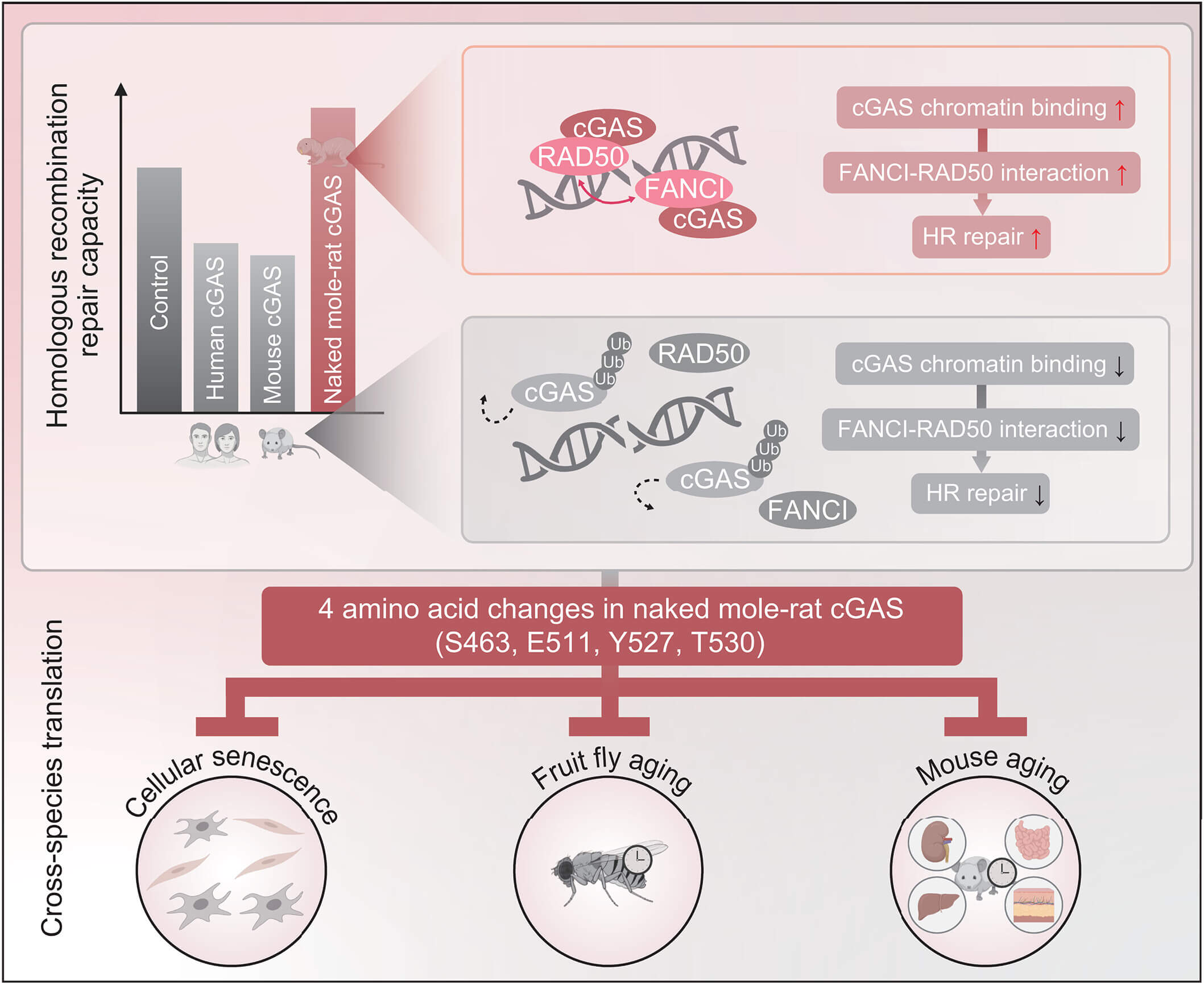 裸鼴鼠 cGAS 促進(jìn) HR 修復(fù)拮抗衰老 裸鼴鼠 cGAS 促進(jìn) HR 修復(fù)拮抗衰老
