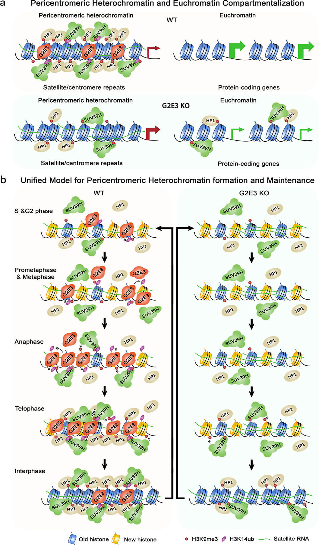 關(guān)于著絲粒周圍異染色質(zhì)和常染色質(zhì)區(qū)室化及形成的工作模型 關(guān)于著絲粒周圍異染色質(zhì)和常染色質(zhì)區(qū)室化及形成的工作模型